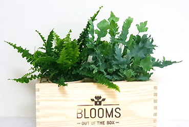 Goy greenlife - Pflanzen und Samen - BLOOMSBOX Medium