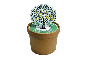 Goy greenlife - Pflanzen und Samen - Wunschbaum Pott